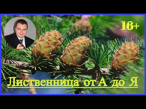 👉 #Лиственница от А до Я 🌲🌲🌲 #Стратификация семян 🌲 посев семян и правильная посадка в лесу.