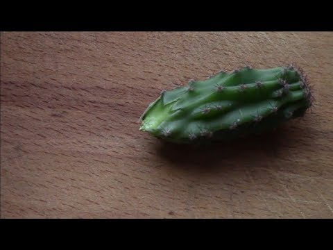 Кактус. Как укоренить обломок кактуса?