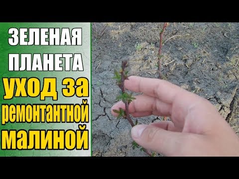 Выращивание ремонтантной малины / Весенняя подкормка малины