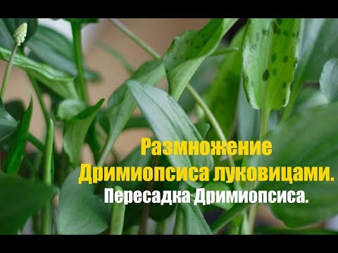 Размножение Дримиопсиса луковицами. Как правильно размножать Дримиопсис?