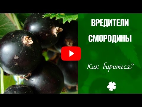 Вредители смородины ➡ Чем обрабатывать смородину весной и осенью? Советы от эксперта❗