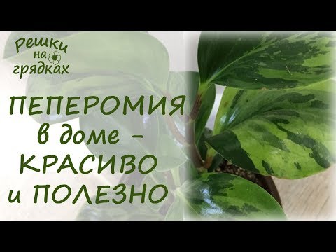 ПЕПЕРОМИЯ | Уход в домашних условиях | Сплошная польза