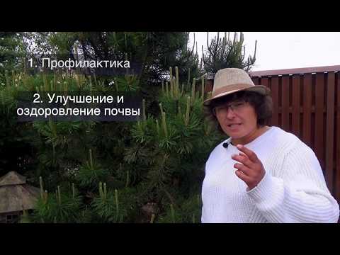 Ржавчина на растениях. Симптомы, возбудители и лечение.