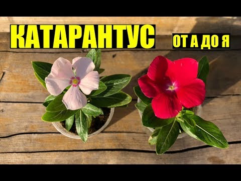 Катарантус - выращивание, уход.