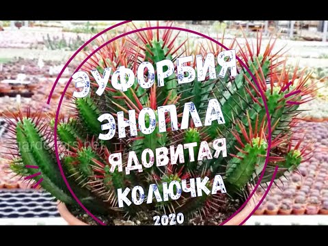 Эуфорбия Энопла - ядовитая колючка / Euphorbia Enopla - Cute Poison Spike
