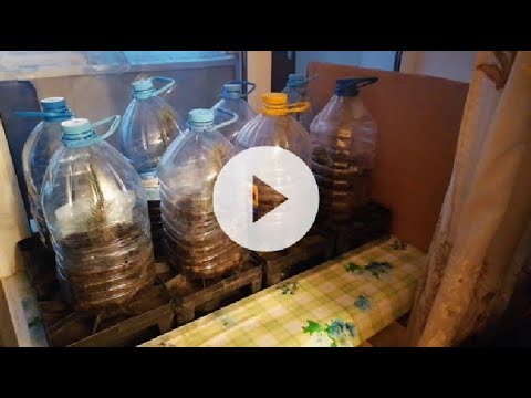 голубая ель от черенка до саженца 100% результат (Blue spruce from cuttings to seedlings)