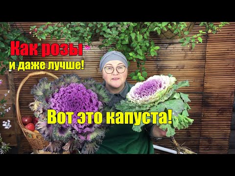 Декоративная капуста – осенняя звезда сада!