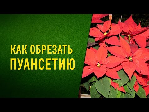 Описание и фото