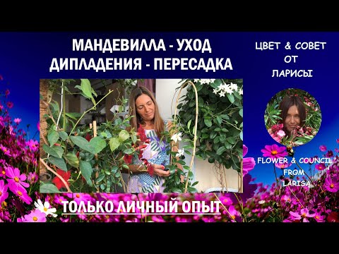 Как ухаживать за драценой в домашних условиях - Блог The Plant