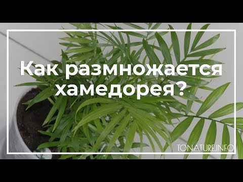 Хамедорея - уход в домашних условиях, размножение, пересадка, болезни, фото и видео