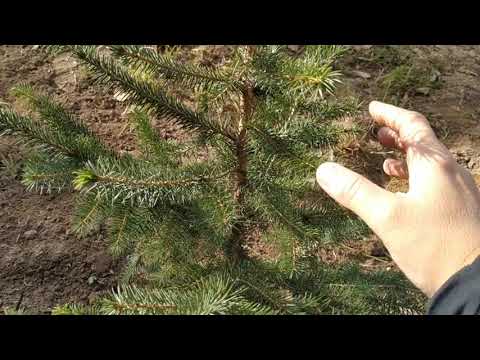 МОЯ ЕЛЬ СЕРБСКАЯ 🌲 PICEA OMORIKA🌲🏞️