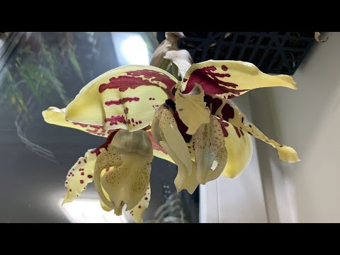 Цветение орхидеи стангопея (stanhopea tigrina)