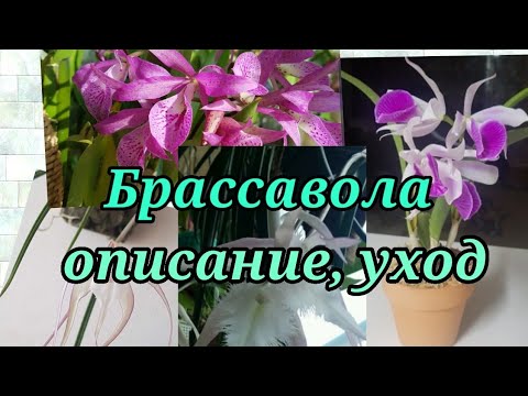 Брассавола -ночная красавица. Brassavola.