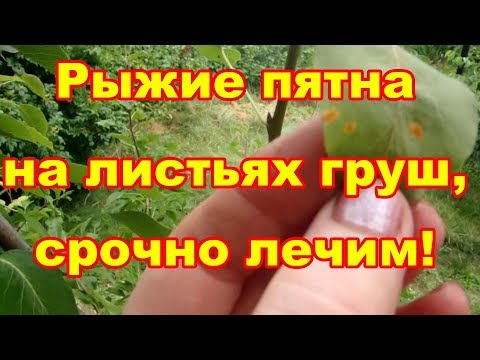 Желтые пятна на листьях груши это ржавчина,опаснейшее заболевание!