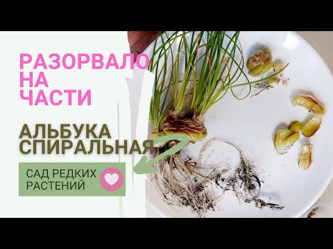 Пересадка и деление луковицы альбуки спиральной Albuca spiralis