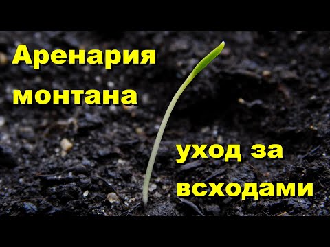 Аренария монтана, или песчанка горная. Уход за всходами.