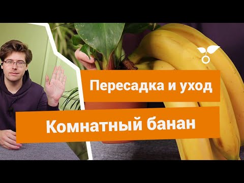 Комнатный банан — особенности ухода и пересадки