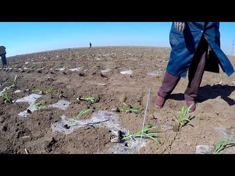 Сахарная кукуруза - серия 7. Высадка рассады сахарной кукурузы.