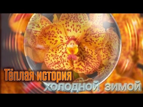 🧚 АСКОЦЕНДА - новая орхидея в моей коллекции 🏵️🤗