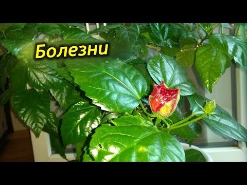 Почему болеет Гибискус. Болезни и лечение Китайской розы.