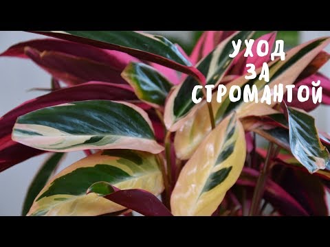 СТРОМАНТА. СОДЕРЖАНИЕ В ДОМАШНИХ УСЛОВИЯХ. Мои цветы. Мой опыт.