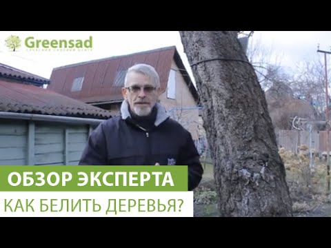 Как белить деревья?