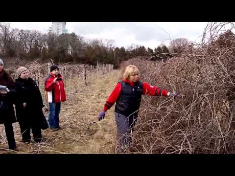 Обрізка лимонника \ Обрезка лимонника