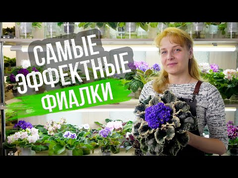 Фиалка или сенполия? Как избежать ошибок в уходе