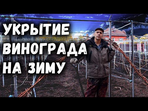 Укрытие винограда на зиму, самый простой и надёжный способ!