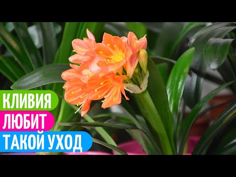 Уход За КЛИВИЕЙ - ЕСЛИ БЫ я Знала Об Этом РАНЬШЕ! Мои цветы.