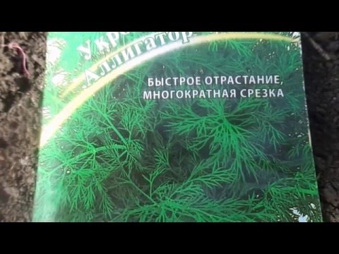 Сеем укроп Мои секреты выращивания укропа Свежая зелень с мая по октябрь