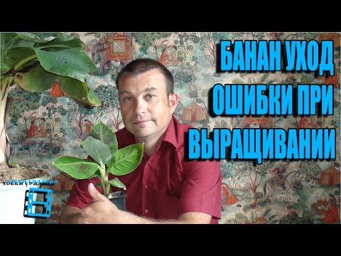 БАНАН УХОД И ОШИБКИ ПРИ ВЫРАЩИВАНИИ. ЭКЗОТИКА НА ПОДОКОННИКЕ.