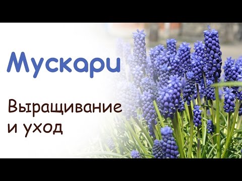 Выращивание и уход за мышиным гиацинтом мускари