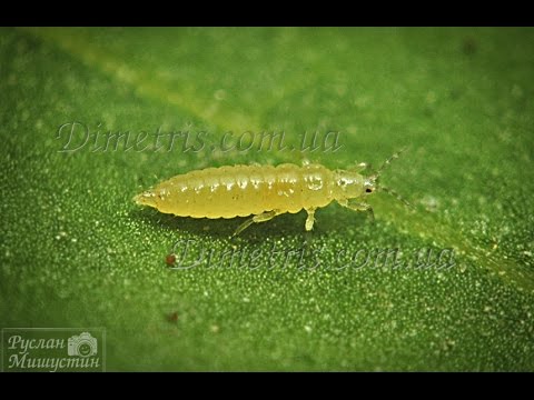 Фото растений поврежденных трипсами