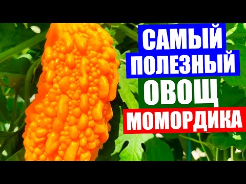 Все о момордике. Момордика полезные свойства. Момордика от болезней. Дегустация момордики