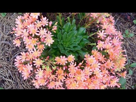 🌸Левизия из семян🌸Мои новые комнатные растения 🌸