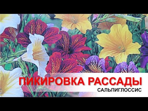 Сальпиглоссис. Пикировка рассады.