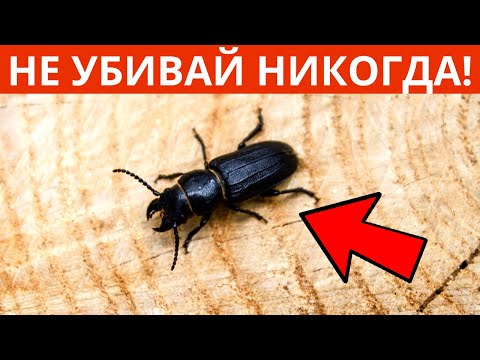 Полезные Насекомые! 6 Яростных Защитников Сада и Огорода