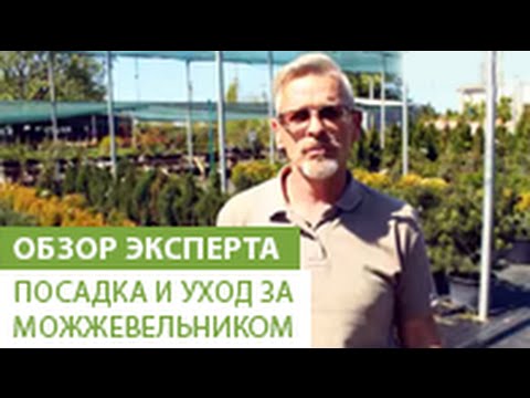 Посадка и уход за можжевельником