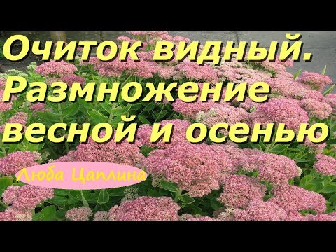 Очиток видный. Размножение весной и осенью.