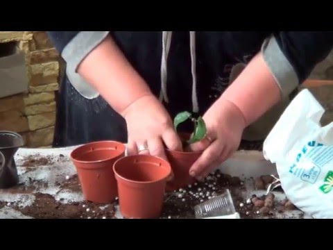 Бегония.СОВЕТЫ ПО ВЫРАЩИВАНИЮ БЕГОНИЙ. Бегонии Кустовые И Королевские