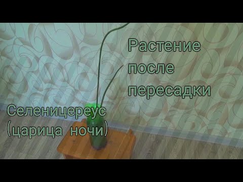 Пересадили цветок Селеницереус(царица ночи)комнатный цветок после пересадки