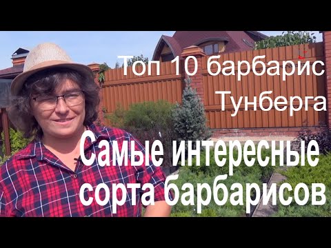 Самые интересные сорта барбарисов. Топ 10 барбарис Тунберга