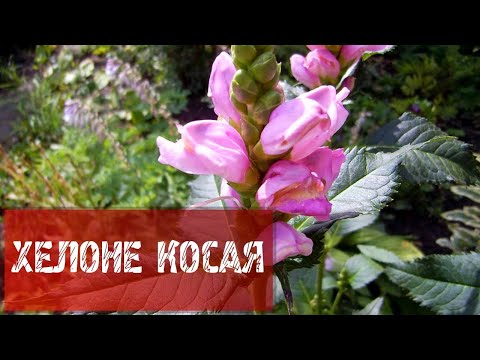 ХЕЛОНЕ КОСАЯ