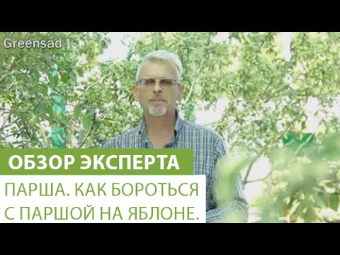 Парша. Как бороться с паршой на яблоне.