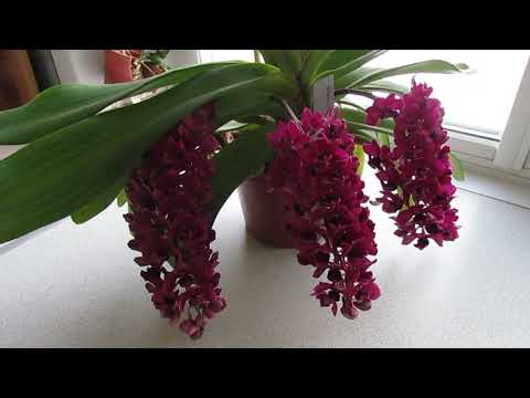 Цветение орхидеи ринхостилис (Rhynchostylis gigantea red)