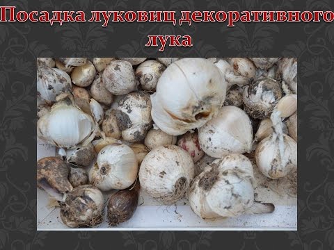 Декоративный лук Посадка луковиц