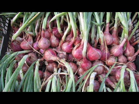 Урожайный лук-шалот: как вовремя убрать и сохранить