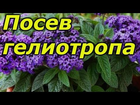 ГЕЛИОТРОП. НАДЁЖНЫЙ СПОСОБ ПОСЕВА СЕМЯН.