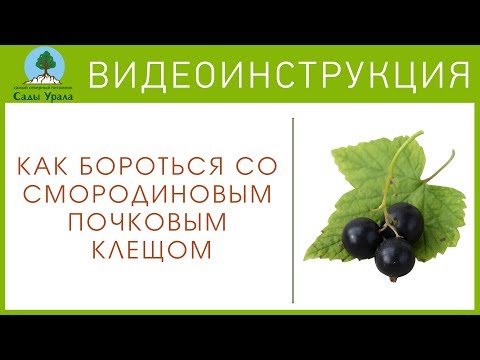 Как бороться со смородиновым почковым клещем. Видеоинструкция от Питомника &quot;Сады Урала&quot;